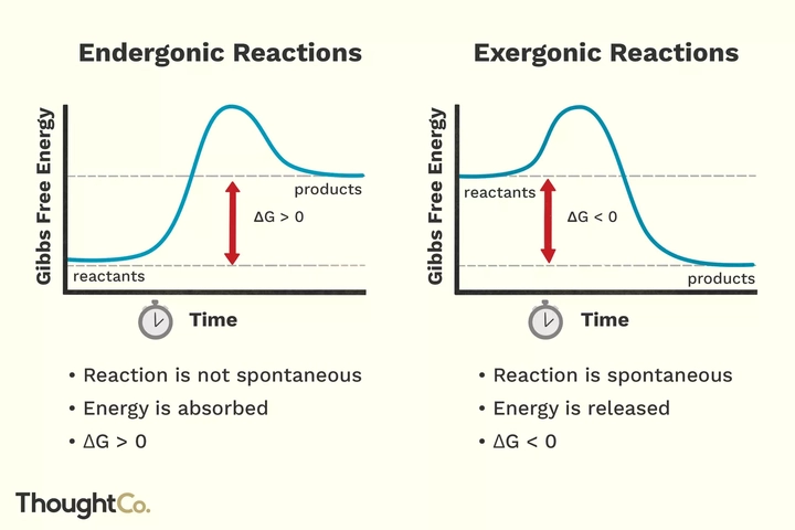 이미지 출처\_ThoughtCo. (Endergonic vs Exergonic Reactions and Processes)
